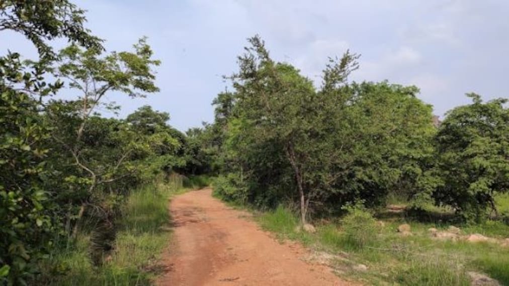Daroji Sloth Bear Sanctuary-5